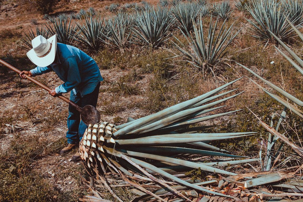 Raccolta agave per produzione di tequila.